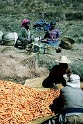Coltivatori di carote